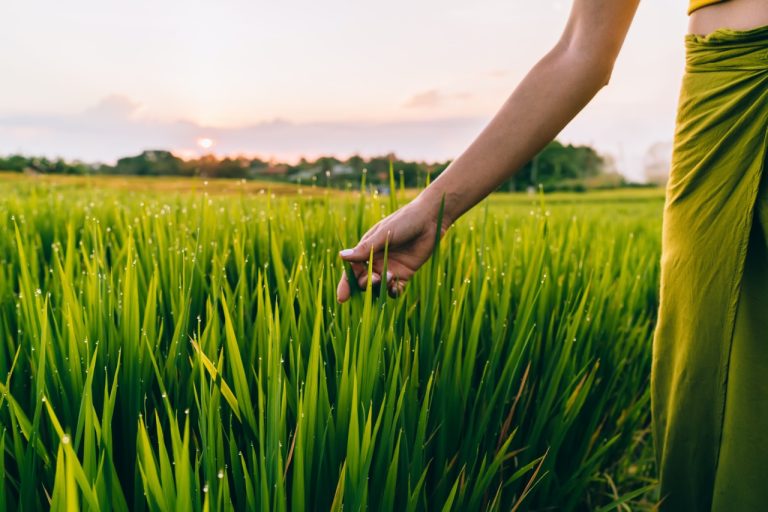 Grass Roots of Chinese Writing: Discovering the Significance of 草字头